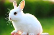 如何用英语表达“兔子”？