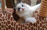 如何优雅地养护一只充满仙气的布偶猫？