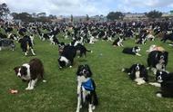 576只边境牧羊犬联手挑战世界纪录，结果令人惊叹！