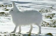 北极兔的独特魅力：为何你如此引人注目？