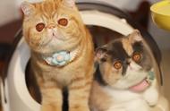 最“温顺”的三种猫与最“调皮”的三种猫：你家的猫咪在其中吗？