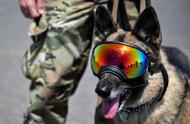 美军实战老将：军用工作犬的分类揭秘