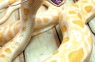 2007年云南少年偶遇小蛇，两年后长至3米多，送往动物园后突然拒食