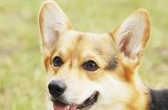 你家狗狗的耳朵形状是什么？原来耳朵有这么多可爱的称呼！