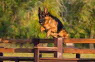 揭秘德国牧羊犬的四大魅力：智慧、忠诚、勇敢与力量