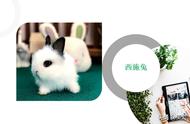 中国自主研发的西施兔，宠物市场热度持续攀升