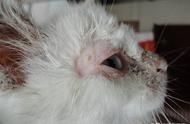 猫咪头部皮肤溃烂，毛发脱落，疼痛瘙痒难忍，小心丝状菌病的侵袭