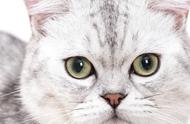 美国短毛猫：全面了解其特点、饲养技巧与护理方法