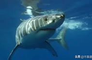 嗅觉超凡的生物：鲨鱼仅居第二，你猜谁是第一？