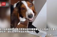 视频分享：狗狗的耳朵成了它的新玩具，它竟然会嚼着玩！