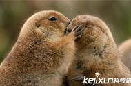 动物界的爱情告白：一对“情侣”公开秀恩爱，让人感动落泪！