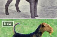 狗狗的百年变迁：从100年前到现在的对比照片