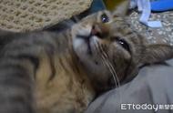 虎斑猫的热情欢迎：抱腿狂蹭，流口水的表达
