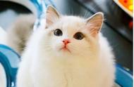 女神级布偶猫：猫咪界的迷人笑容（图集）