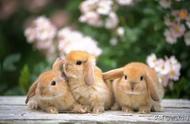 兽医揭秘：如何识别兔子的真菌病？