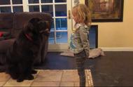 纽芬兰犬与小女孩的甜蜜捉迷藏，暖心瞬间让人心动不已