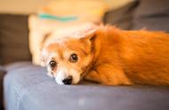 老年犬充血性心力衰竭：关注早期警示信号