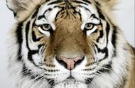 探索老虎条纹色彩的多样性