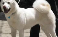 中华田园犬：为何被禁养？