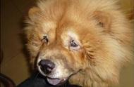 揭秘：狗狗做“双眼皮”手术的真实原因，并非只是为了美观