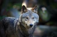 探索狼犬的多样性：15种独特品种