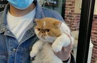 这只价值3万多元的加菲猫太迷人了，竟然被偷走了！