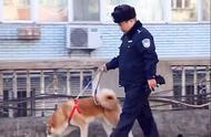 秋田犬失踪数日，警察的细心照料让它得以安全回家？