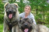 宾莎犬和雪纳瑞类-獒犬、瑞士山地犬和瑞士牧牛犬组的名犬有哪些？