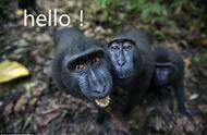 印尼苏拉威西黑冠短尾猴：英国摄影师镜头下的惊艳瞬间