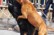 藏獒的勇猛无人能敌，坎高罕也无法抵挡，它是全球最强大的犬种！