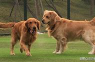 金毛犬的嗅觉和智商为何不能使其成为追踪犬或防暴犬？