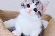 美短猫：世界上最易养的宠物