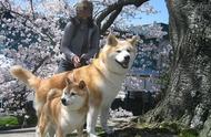 不只是柴犬和秋田犬，日本还有六大天然纪念物你知道吗？