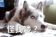 头条热门：猫狗大战，谁才是最后的胜者？