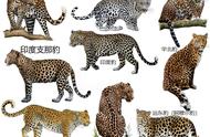 豹子家族揭秘：你知道豹子有多少种类吗？