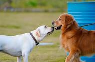 金毛与拉布拉多：一场犬种大对决，你更偏爱谁？