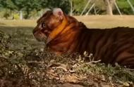 热搜榜首的虎气猫，网友：背影太像老虎了！