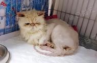 被遗弃的品种猫：加菲猫的生活如何变得悲惨？
