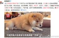 秋田犬濒临灭绝，体型大成日本人排斥原因？网友：这可爱程度爆表！