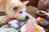 9岁的秋田犬奥斯卡，不吃饭就“装哭”，值得一座小金人