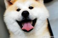 秋田犬：永恒的微笑使者