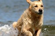 6种狗狗，游泳能力堪比专业运动员