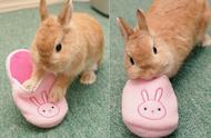 萌兔兔的美食冒险：马麻拖鞋的香气