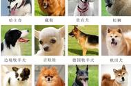 狗品种大全：小型家养宠物狗的详细介绍与排名
