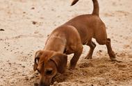 揭秘狗狗刨坑背后的7大原因，它们真的在认真挖洞！
