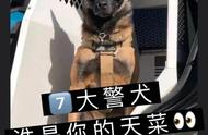 7只酷炫警犬，你最爱哪一只？