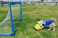 日本13岁比格猎犬刷新世界纪录，展现超凡守门员才能！