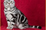 全球最巨大的10种猫，布偶猫重达20斤，冠军被誉为“温柔的巨人”