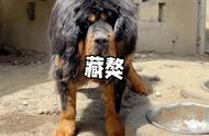 藏獒：勇往直前，无惧野兽的犬种