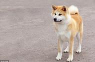 秋田犬：古代日本皇家的御用犬，狩猎高手？